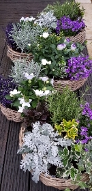 Garden Inspired Planted Baskets